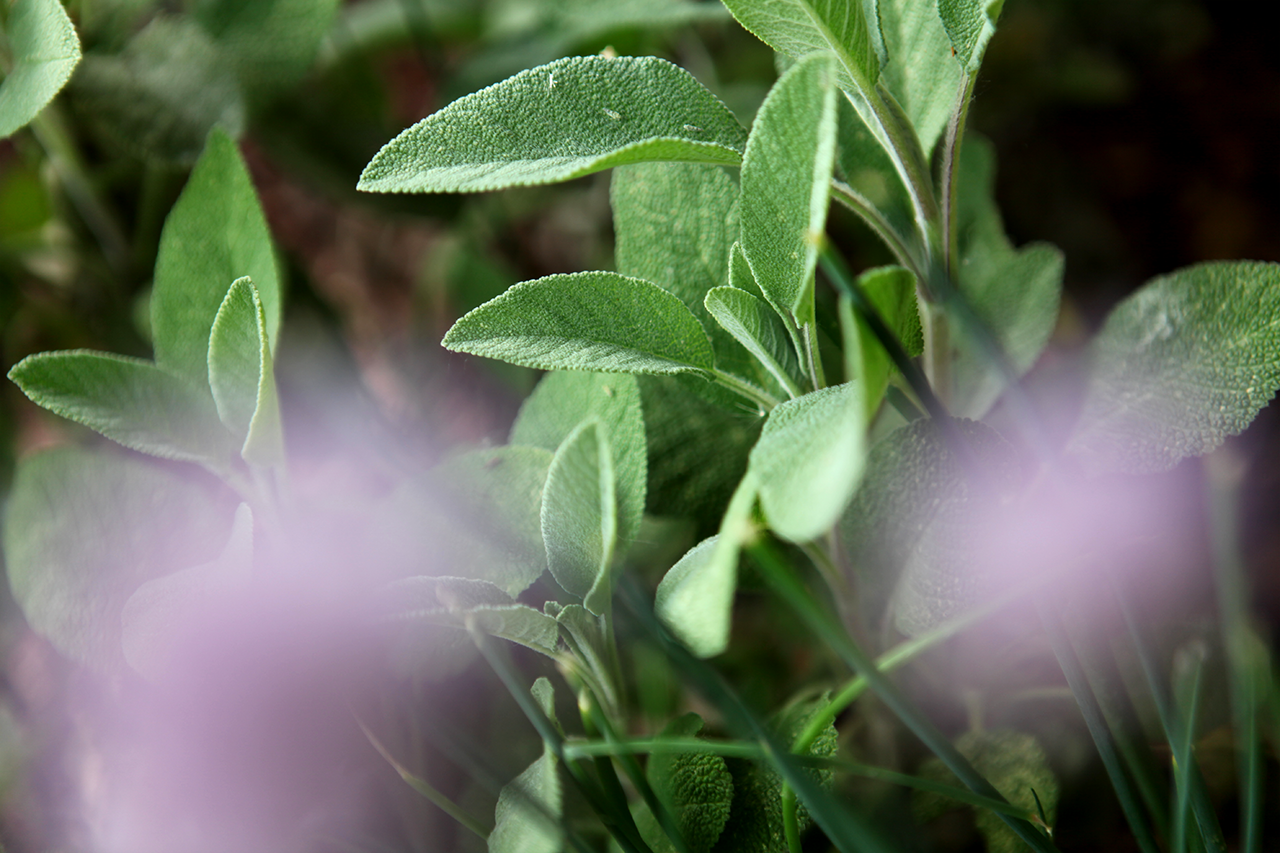 PENSER À FAIRE DU PESTO À LA SAUGE